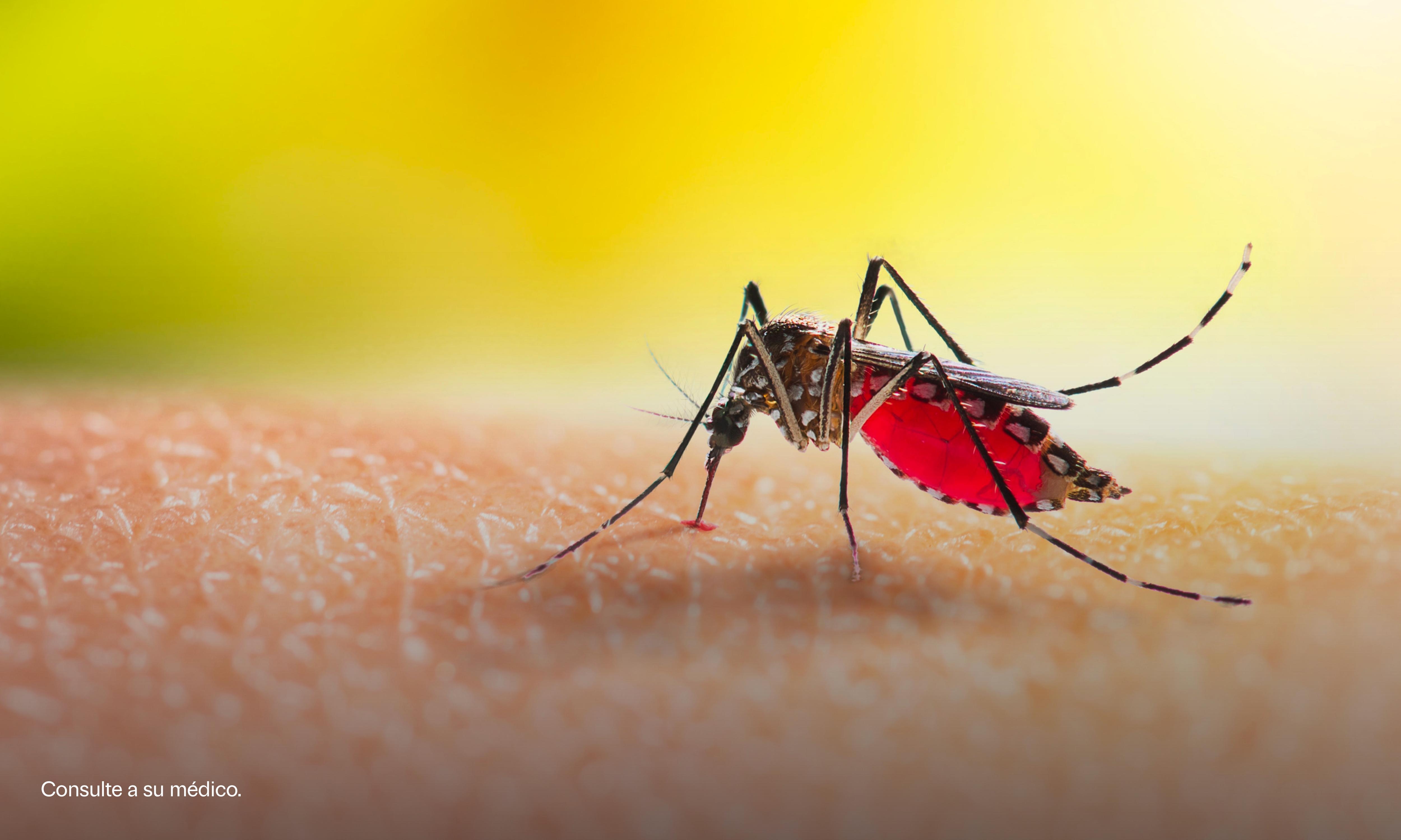  ¿Qué es el dengue y cuáles son sus fases?